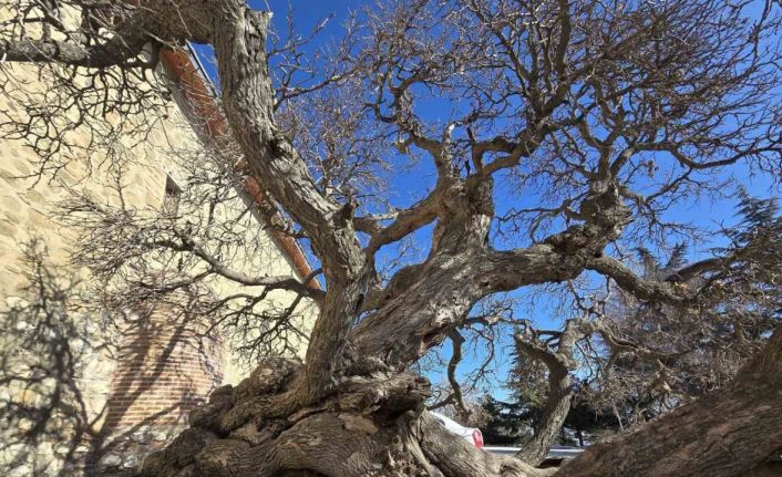 Kadir gecesi secde ettiği rivayet edilen 133 yıllık dut ağacı, görenleri hayrete düşürüyor