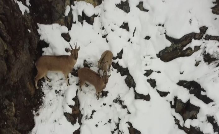 Kar yağışının etkili olduğu Erzincan’da dağ keçileri ve domuz sürüsü drone ile görüntülendi