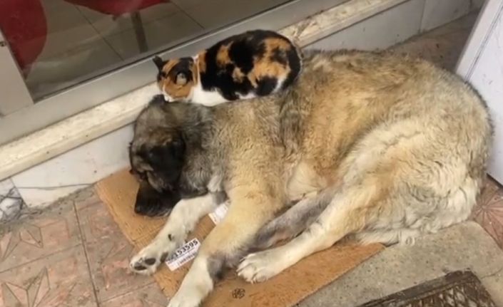 Kedi, soğuktan korunmak için köpeğe sığındı: O anlar yürekleri ısıttı