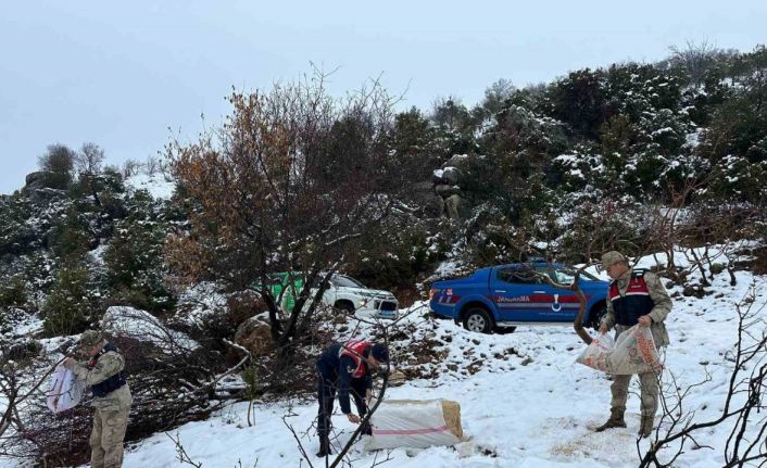 Kilis Jandarma ekipleri yaban hayvanlarını unutmadı