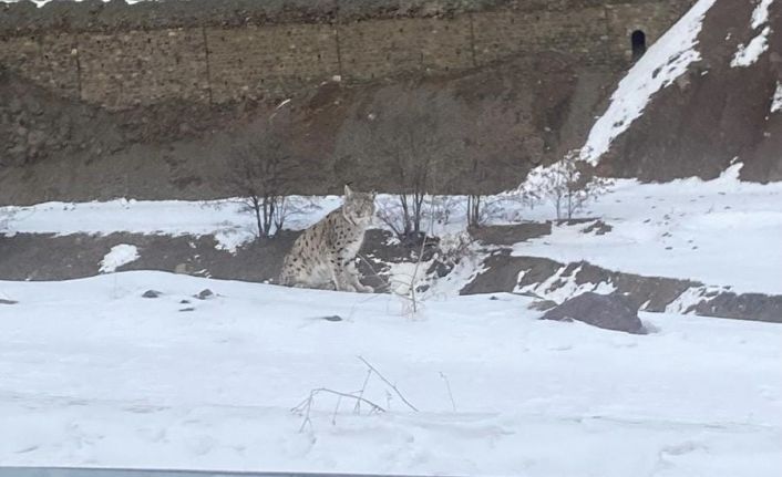 Kırmızı listedeki vaşak Elazığ’da görüldü