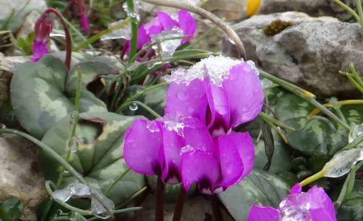 Kış ve ilkbahar bir arada: Çiğdemler çiçek açtı