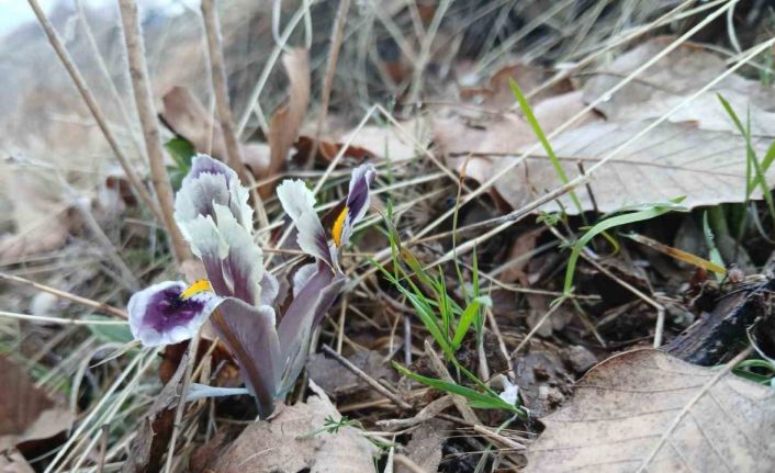 Malatya’da kar yağışı devam ederken Pütürge’de nevruz ve badem ağaçları çiçek açtı