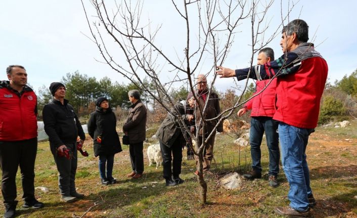 Muğla’da üreticilere meyve ağaçlarında budama eğitimi verildi