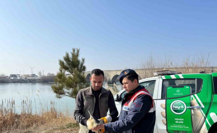 Muş’ta yaralı halde bulunan bayağı balaban kuşu koruma altına alındı