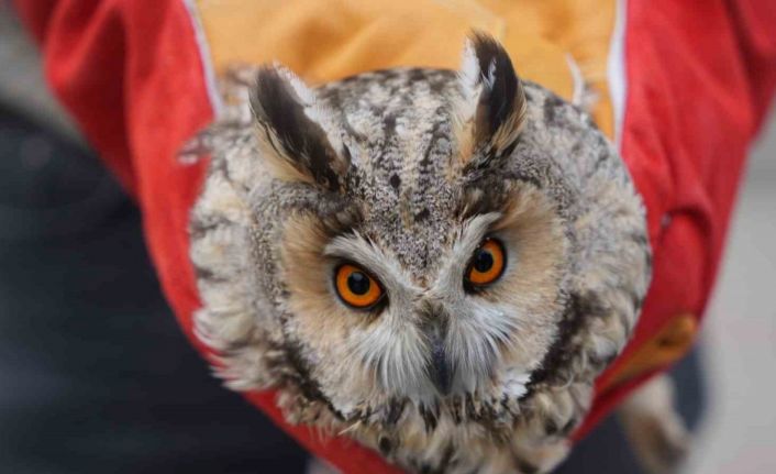 Muş’ta yaralı puhu tedavi altına alındı