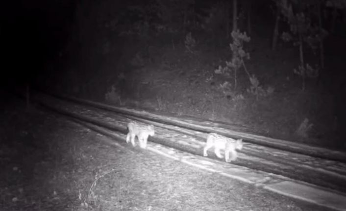 "Ormanın hayaleti" vaşak görüntülendi