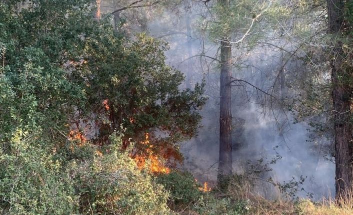 Osmaniye’de orman yangını