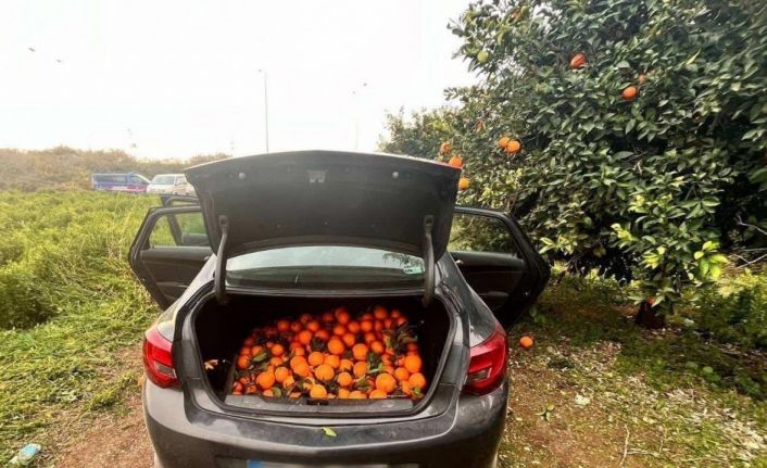 Otomobiliyle portakal çalan şüpheli tutuklandı