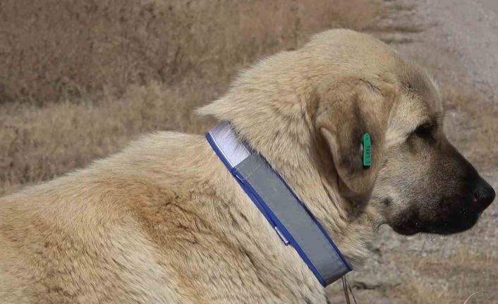 Sahipsiz hayvanları bakımevi dışında sokağa bırakanlara ağır yaptırım: Cezası 71 bin 965 lira