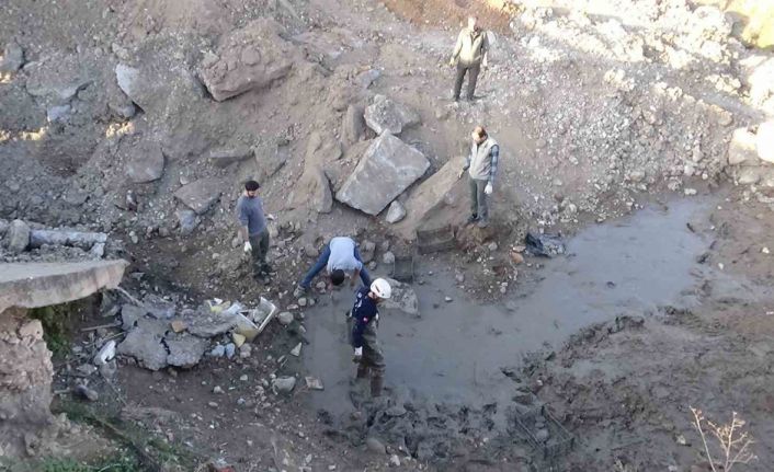 Şanlıurfa’da çamur bataklığında mahsur kalan 240 kaplumbağa kurtarıldı