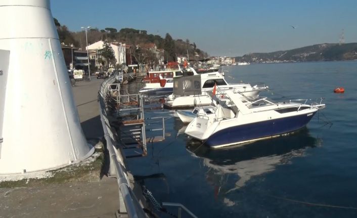 Sarıyer’de binlerce denizanası kıyıya vurdu