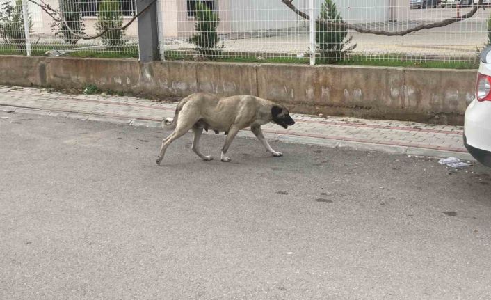 Sokak köpekleri kadına saldırdı: O anlar kamerada