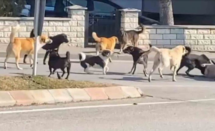 Sürü halindeki 15 köpeğin kavgası korkuttu