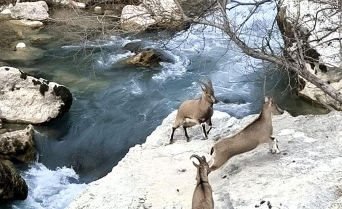 Tağar Çayı kıyısına neşe katan dağ keçileri, vatandaşlarla iç içe görüntüler sunuyor