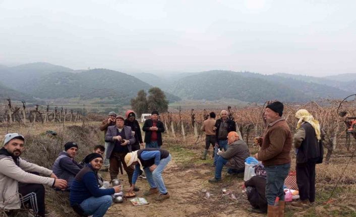 Tarım işçileri bahar havasında çalışıyor