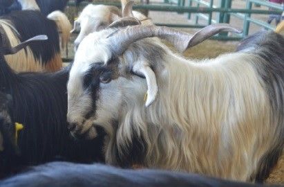 Tavşanlı hayvan pazarı kapandı