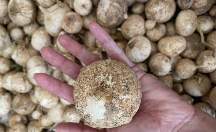 Toplamanın cezası 557 bin lira: O sarımsağı korumak için proje hazırlandı