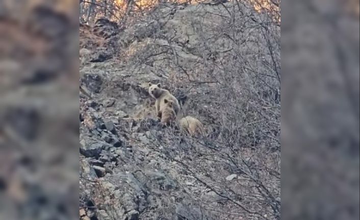 Tunceli’de kış uykusuna yatmayan ayı ailesi görüntülendi