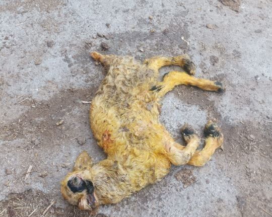 Üç kulaklı, tek gözlü ve ters ayaklı doğan kuzu görenleri hayrete düşürdü