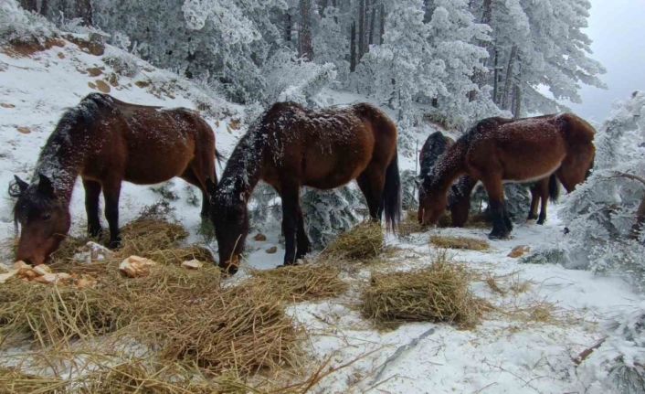 Yaban hayatını unutmadılar
