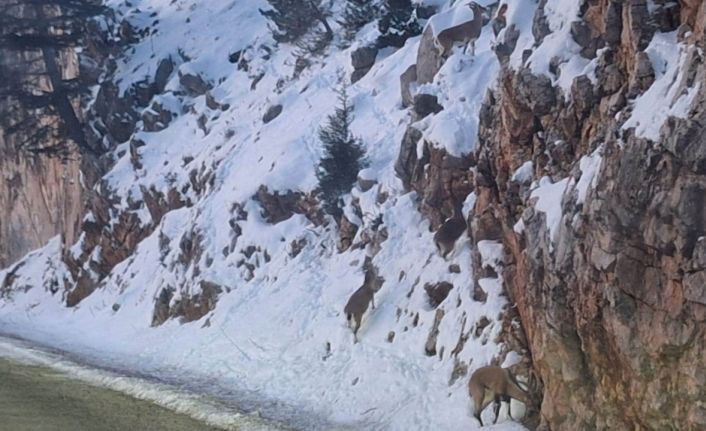 Yaban keçileri, yiyecek bulmak için Seydişehir-Antalya kara yoluna indi