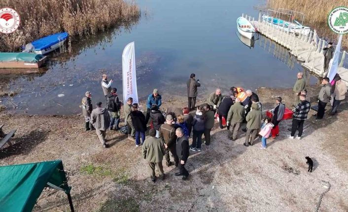 Yaban ördekleri suyla buluştu