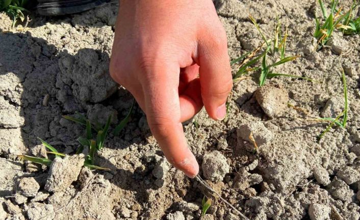 Yağış azlığı hububatta verim ve kalitede düşüşe sebep olabilir