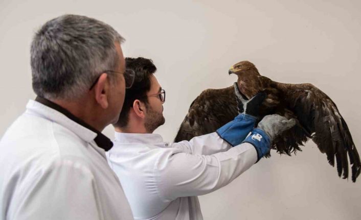 Yaralı kaya kartalı, Selçuk Üniversitesinde tedavi ediliyor