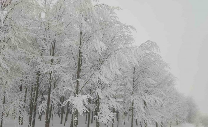 Yeşilin karla buluşması eşsiz görüntüler ortaya çıkardı