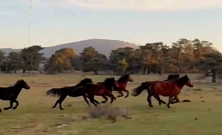 Yılkı atları doğada özgürce koşuyor