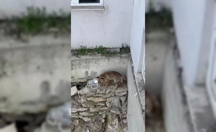 Yiyecek arayan tilki kamerada