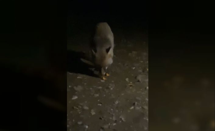 Yiyecek arayan tilkiyi cipsle besledi