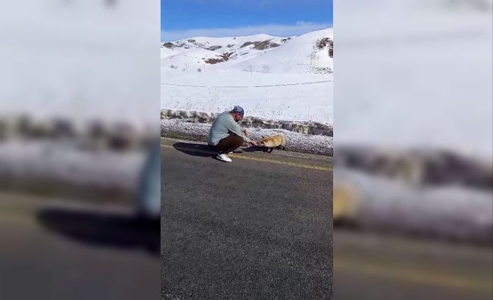 Yol kenarında gördüğü tilkiyi eliyle besledi