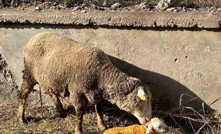 Zor durumdaki hayvana tarım çalışanından acil müdahale