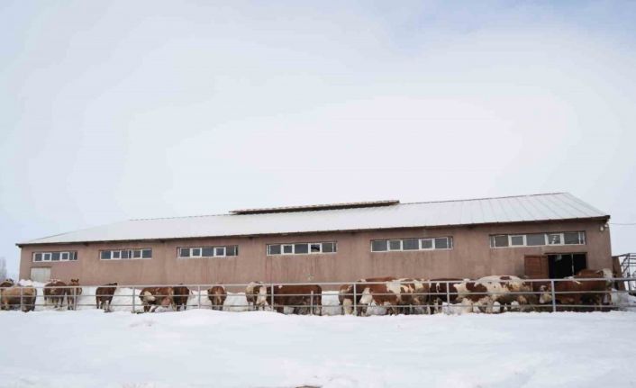 130 büyükbaş hayvan ile günlük 1 ton süt üretiliyor