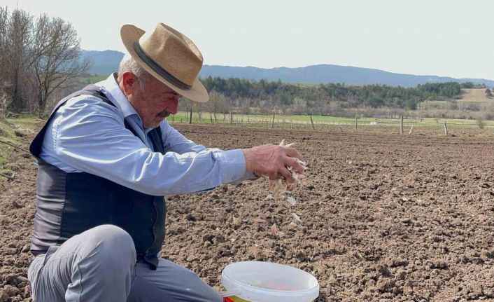 77 yaşındaki çiftçi gençlere taş çıkartıyor: Taşköprü sarımsağıyla geçimini sağlıyor