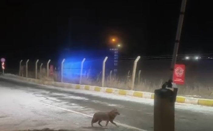 Aç kalan kurt şehir merkezine kadar indi