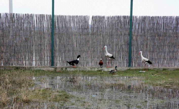 Afyon Kocatepe Üniversitesi’nde tedavisi tamamlanan hayvanlar doğaya salındı
