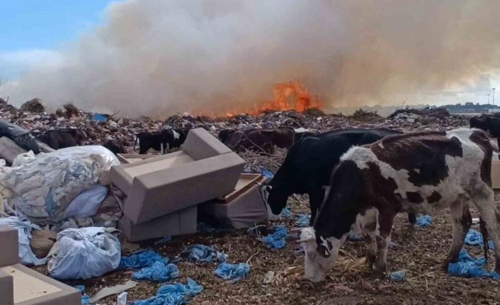 Alevlere aldırmayan inekler otlamaya, çoban ise yangını izlemeye devam etti