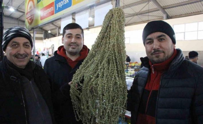 Amasya’da çiçek bamyanın fiyatı gram altını geçti, kilosu 3 bin 500 TL’den satılıyor