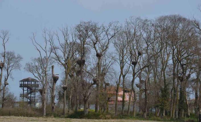 Apartmanı andıran ‘Leylek Ormanı’ şenlendi