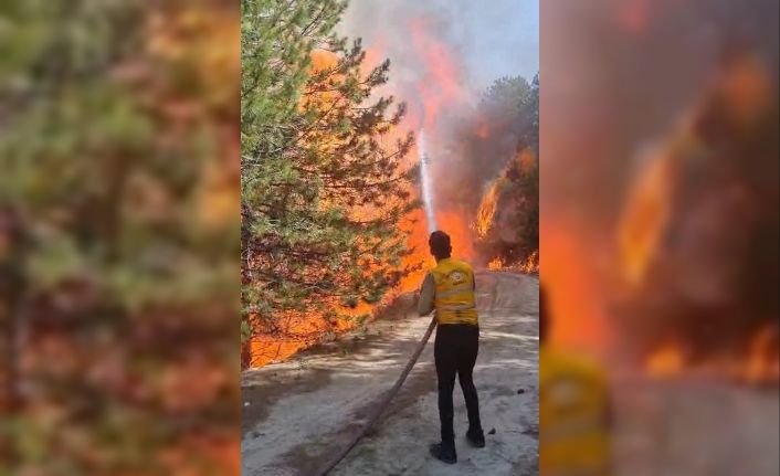 Aydın’da orman yangını