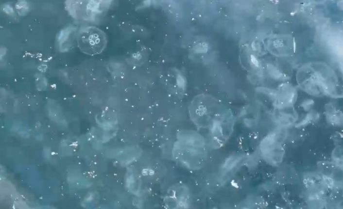 Beşiktaş’ta sahil denizanalarıyla kaplandı