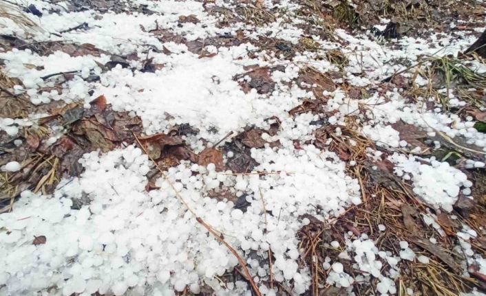 Bitlis’te dolu etkili oldu