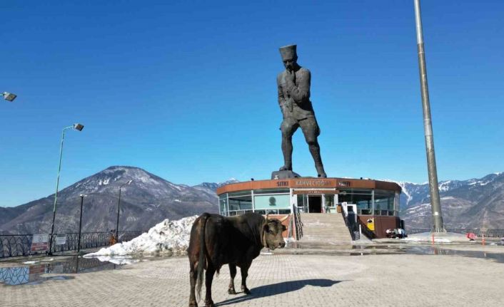 Boğasını güreşlere hazırlıyor