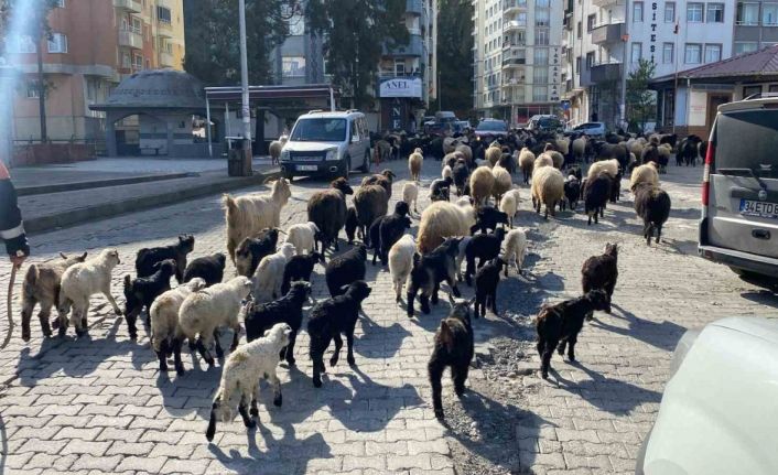 Caddelerde koyun sürüsünü görenler şaşkına döndü! Artvin’de yayla göçü erken başladı