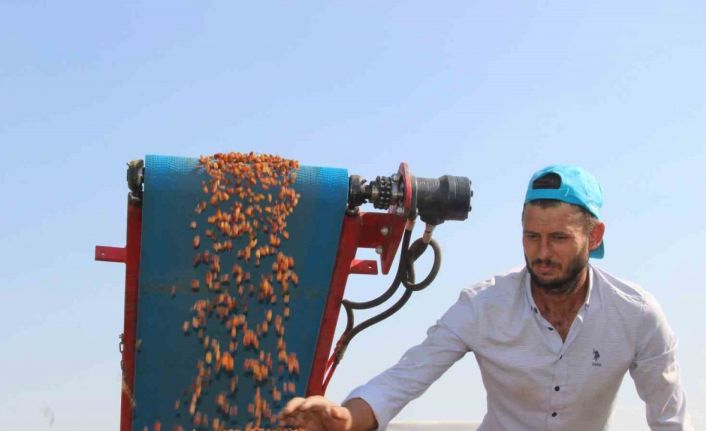 Çekirdeksiz kuru üzümde ihracat yüzde 13 arttı