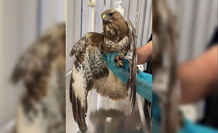 Çorum’da kanadı kırık halde bulunan şahin tedavi altına alındı