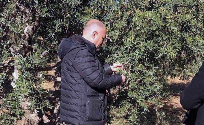 Derik’te zeytin dalı kanseri ile mücadele için eğitim ve ilaç desteği başlatıldı